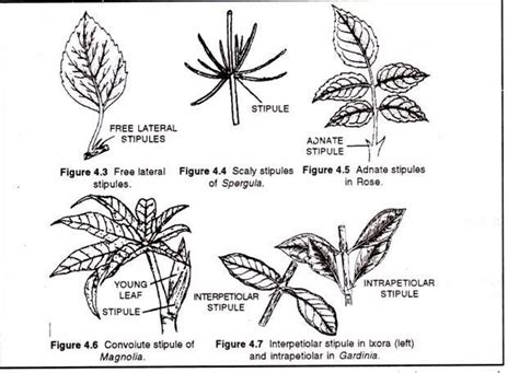 Perfect Parts Of Typical Leaf Free Printable Train Coloring Pages