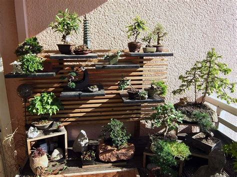 Best Indoor Bonsai Here Are 10 For Both Beginners And Advanced ...