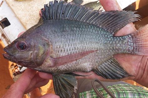 Concerns over tilapia biodiversity | The Fish Site