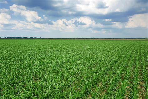 Aerial View of a Green Corn Field. Corn Aerial Stock Photo - Image of ...