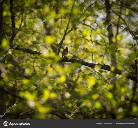 Beautiful Small Singing Bird Feeding Singing Backyard Spring Scenery ...