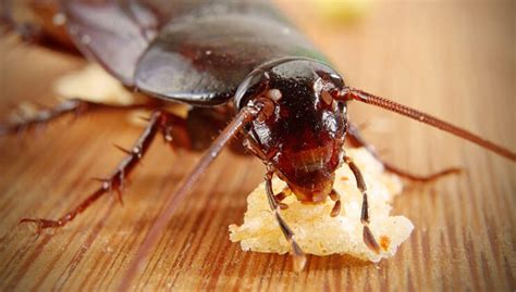 A Cockroach Life Cycle: How Long Do Cockroaches Live