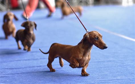 Great American Dog Show and Challenge Cup | Arie Crown Theater