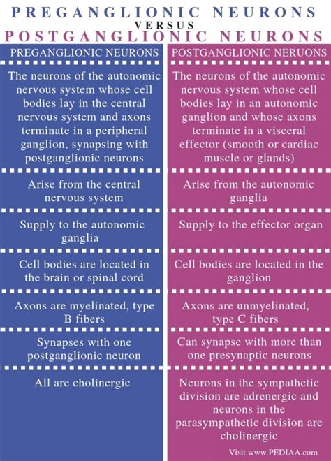 What is the Difference Between Preganglionic and Postganglionic Neurons ...