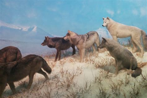 Where Does the Leader of the Wolf Pack Walk? – Fauna Facts