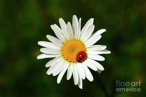 Ladybug on Ox-Eye Daisy Flower Photograph by James Brunker