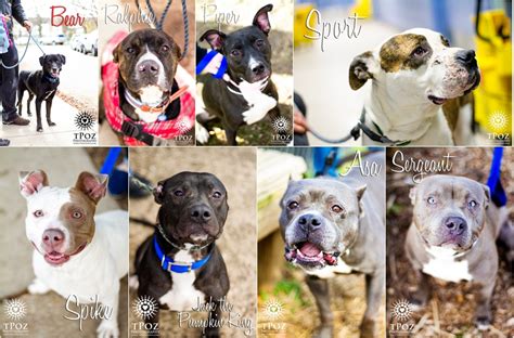 BARCS Adoptable Dogs :: December 2012