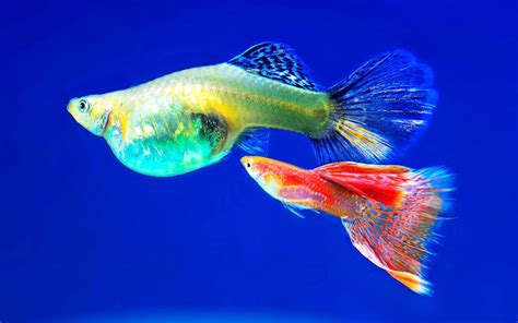 Selective Guppy Breeding - The Ultimate Guide