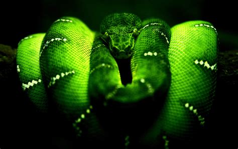 🔥 [50+] Green Snake Wallpapers | WallpaperSafari