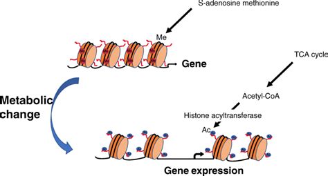 Schematic representation of chromatin structure. Heterochromatin region ...