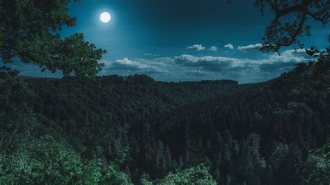 Dark Night Forest View 4k photography wallpapers, night wallpapers ...