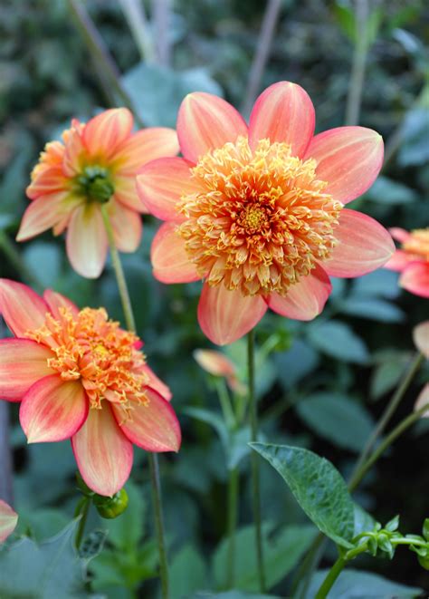 Types of Dahlias: Flower Styles and Sizes - Longfield Gardens ...