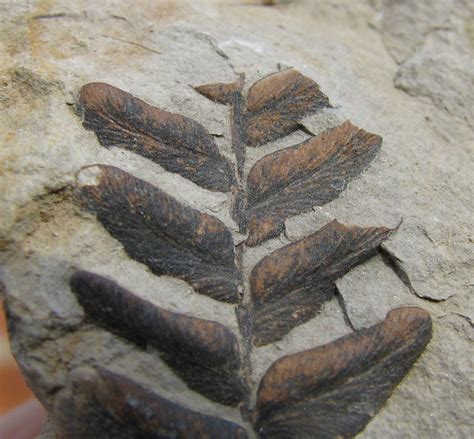 Views of the Mahantango: A couple of Carboniferous plant fossils from Spain