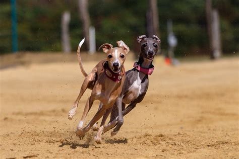 The 10 Fastest Dog Breeds in the World » Petsoid