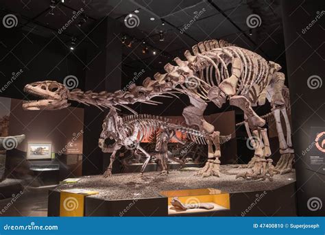 Dinosaur Fossils editorial image. Image of skeleton, animal - 47400810