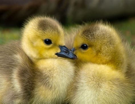 Birth of Baby Animals - Long Acres Ranch