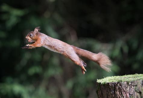 Red squirrel jumping 5 | stuartwilson333 | Flickr