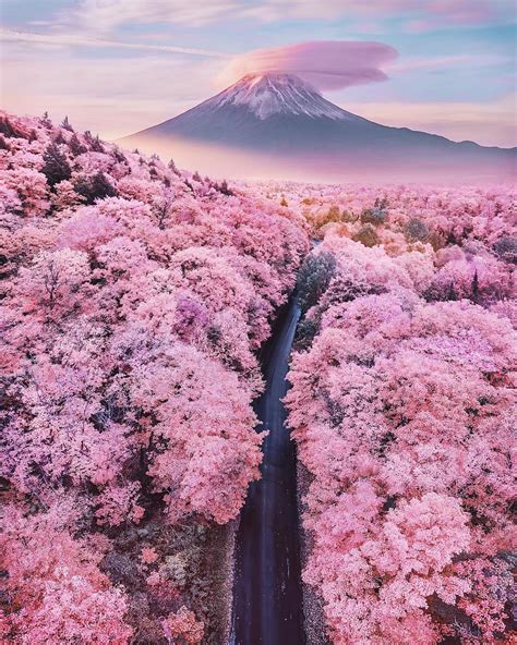 Mt. Fuji during the Cherry Blossom season : r/pics