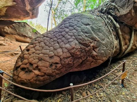 Rock in Naga Cave looks like mythical snake, drives up tourism in Bueng ...