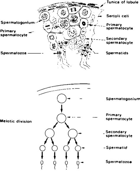 3 Production of spermatozoa. | Download Scientific Diagram