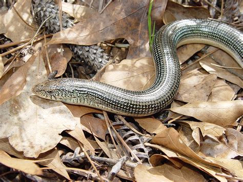 Eastern Glass Lizard - Ophisaurus ventralis | Brad Glorioso’s Personal ...