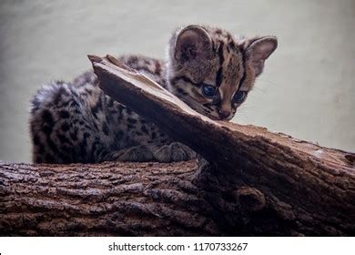 445 Margay Images, Stock Photos & Vectors | Shutterstock