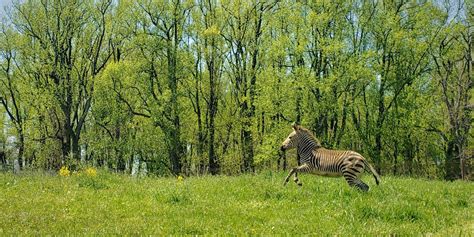 Making Moves With Yipes, Our Zebra Colt | Smithsonian's National Zoo