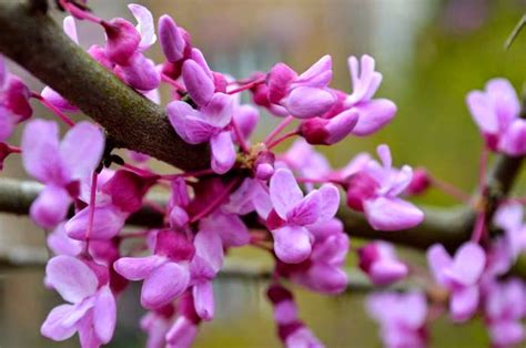 Helen A. Lockey: Eastern Redbud Tree, Delicious Edible Legume