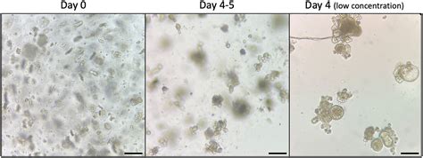 Cell Press: STAR Protocols