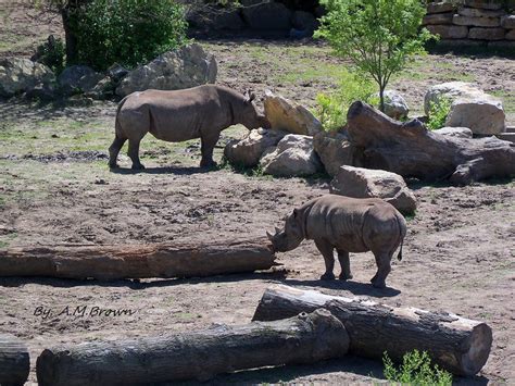 Kansas City Zoo Kansas City Zoo, Colorful Animals, Elephant, Elephants