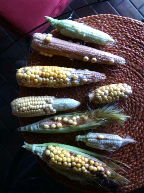 My NON-GMO corn | Gmo corn, Corn, Gmo