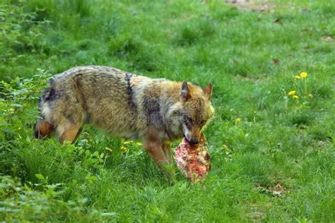 Wolf with prey stock photo. Image of muzzle, canadian - 31438410