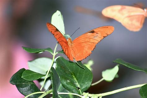 The Science Behind the Butterfly Effect