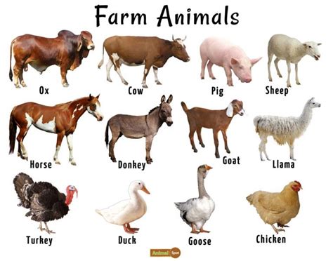 Farm Animals List, Facts, and Pictures | Farm animals list, Farm ...