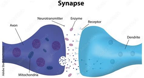 Synapse Labeled Diagram Stock Vector | Adobe Stock