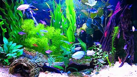 🔥 [50+] Aquarium Live Wallpapers Windows 10 | WallpaperSafari