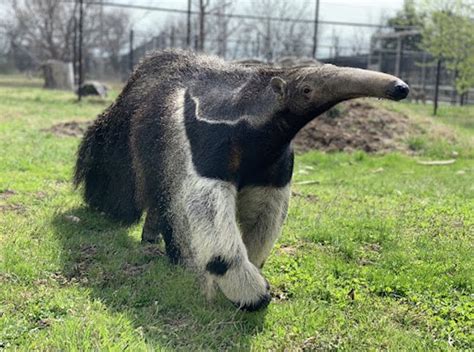 Animal of the Month: Amara the Giant Anteater