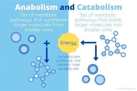 Anabolism and Catabolism - Definitions and Differences