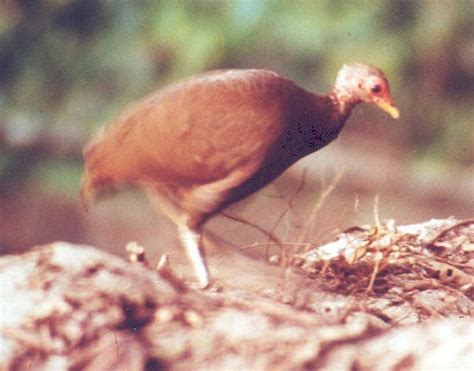 Pin on Birds of the world - Megapodes, guans, guineas & New World quail