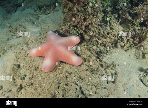 Pink sea star Stock Photo - Alamy