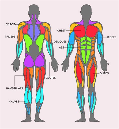 Muscles Muscle Anatomy Muscle Diagram Human Anatomy And Ph – Themelower