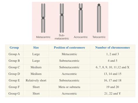 Karyotyping: Definition, Steps, Procedure and Applications – Genetic ...