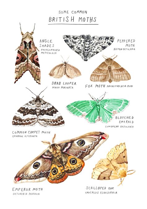 Moth Species Art Print A4 Size | Etsy UK | Moth species, Moth art, Moth ...