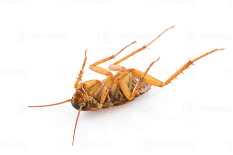 Close up dead cockroach on white 9322153 Stock Photo at Vecteezy