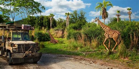 Guest Captures Rare Lion Encounter On Animal Kingdom’s Kilimanjaro ...