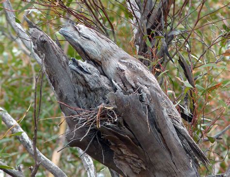 10 Wonderful Examples Of Camouflage In Nature • Lazer Horse