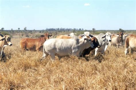 Food for thought: the rise of Australia's mighty Brahman