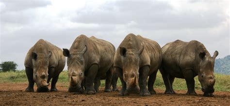 Understanding Africa's Rhino Poaching Crisis