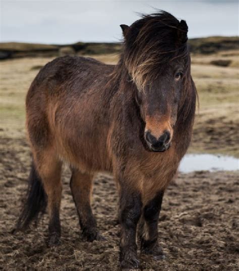 Icelandic Horse Facts, Origin, History, Gaits, Pictures