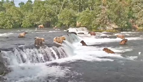 BEST OF: Live Bear Cam From Brooks Falls, Katmai National Park, Alaska